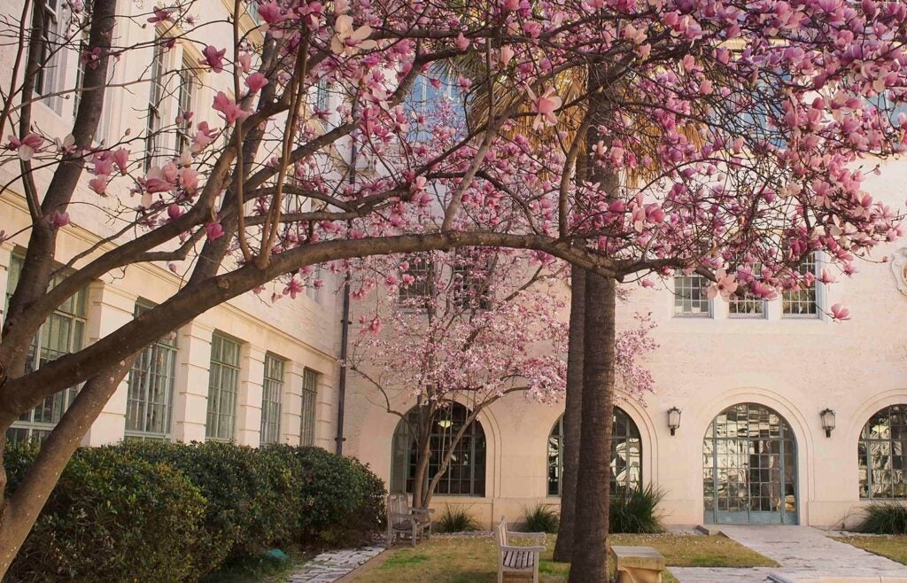 Pink blossoms in front of goldsmith hall